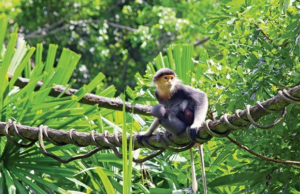 Trekking Through Cambodia from Siem Reap to Ho Chi Minh City 18 Day